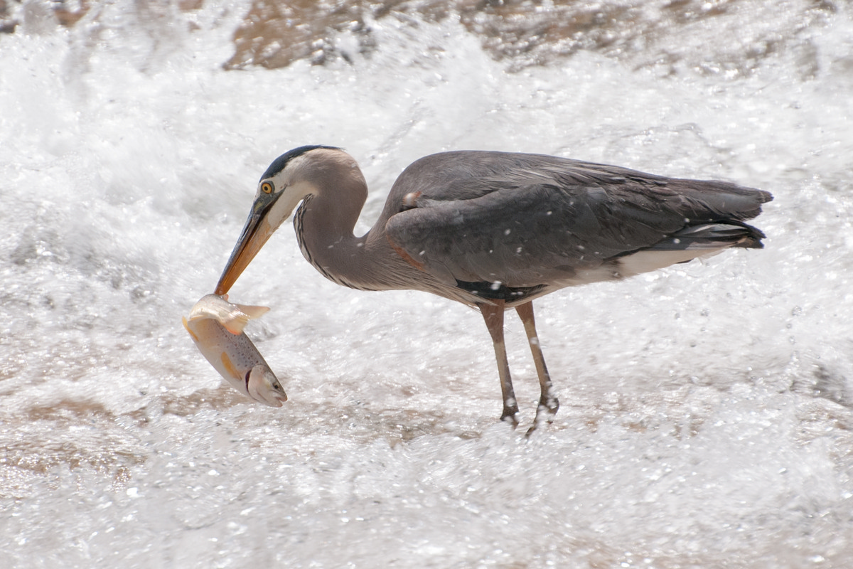 Zion National Park, Springdale Utah - Great Blue Heron